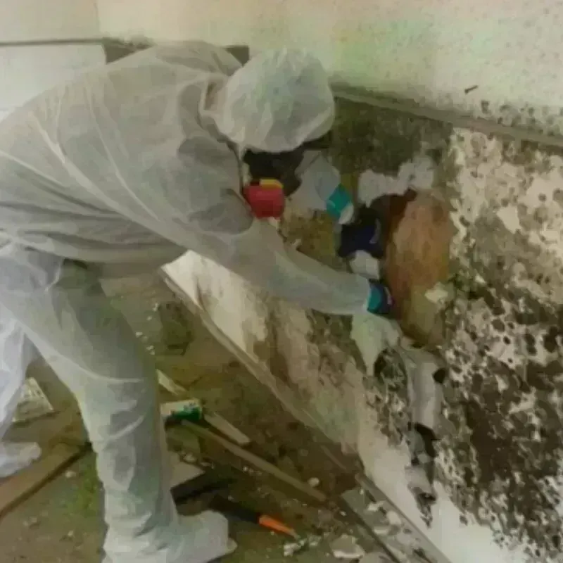 Mold Remediation and Removal in Cushing, OK